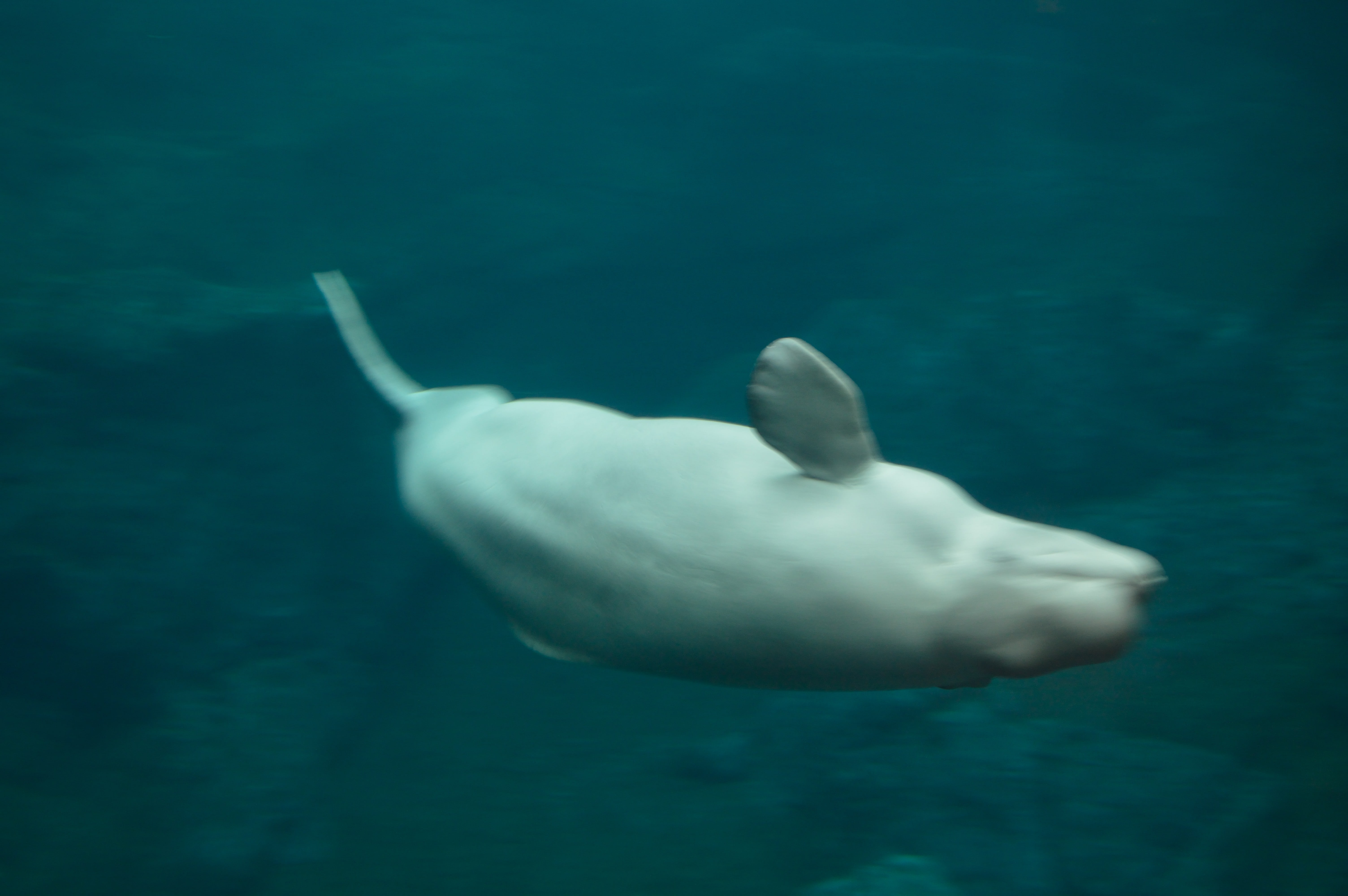 Beluga