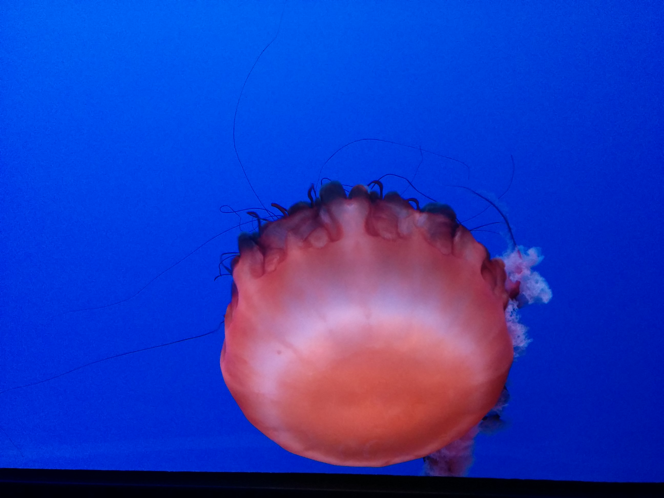 Jellyfish