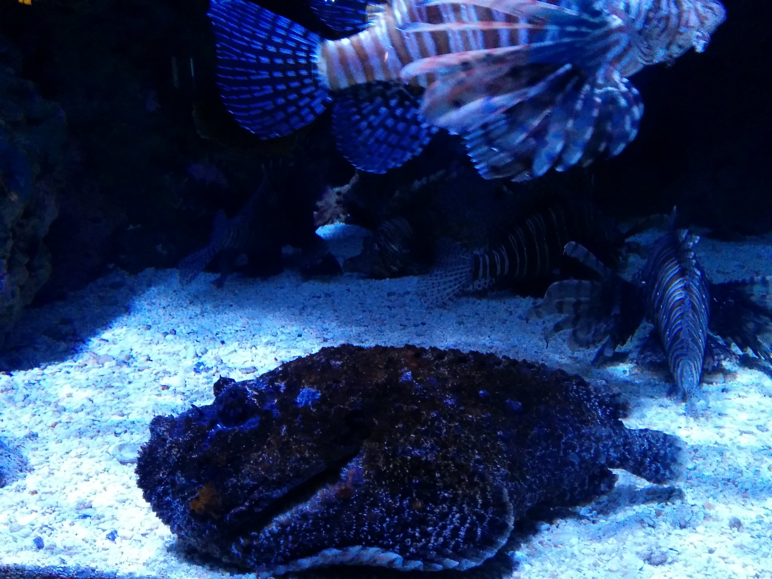 Stonefish