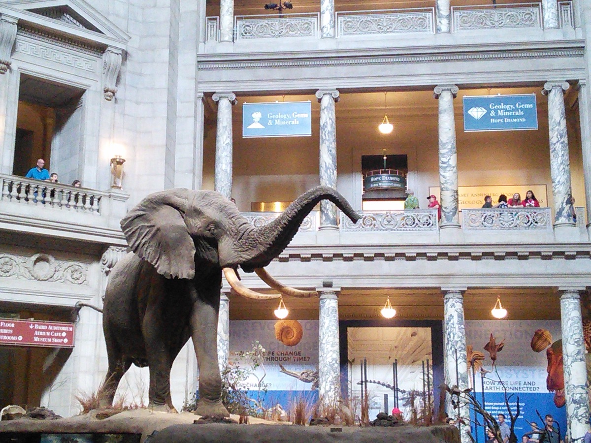 museum_of_natural_history_1