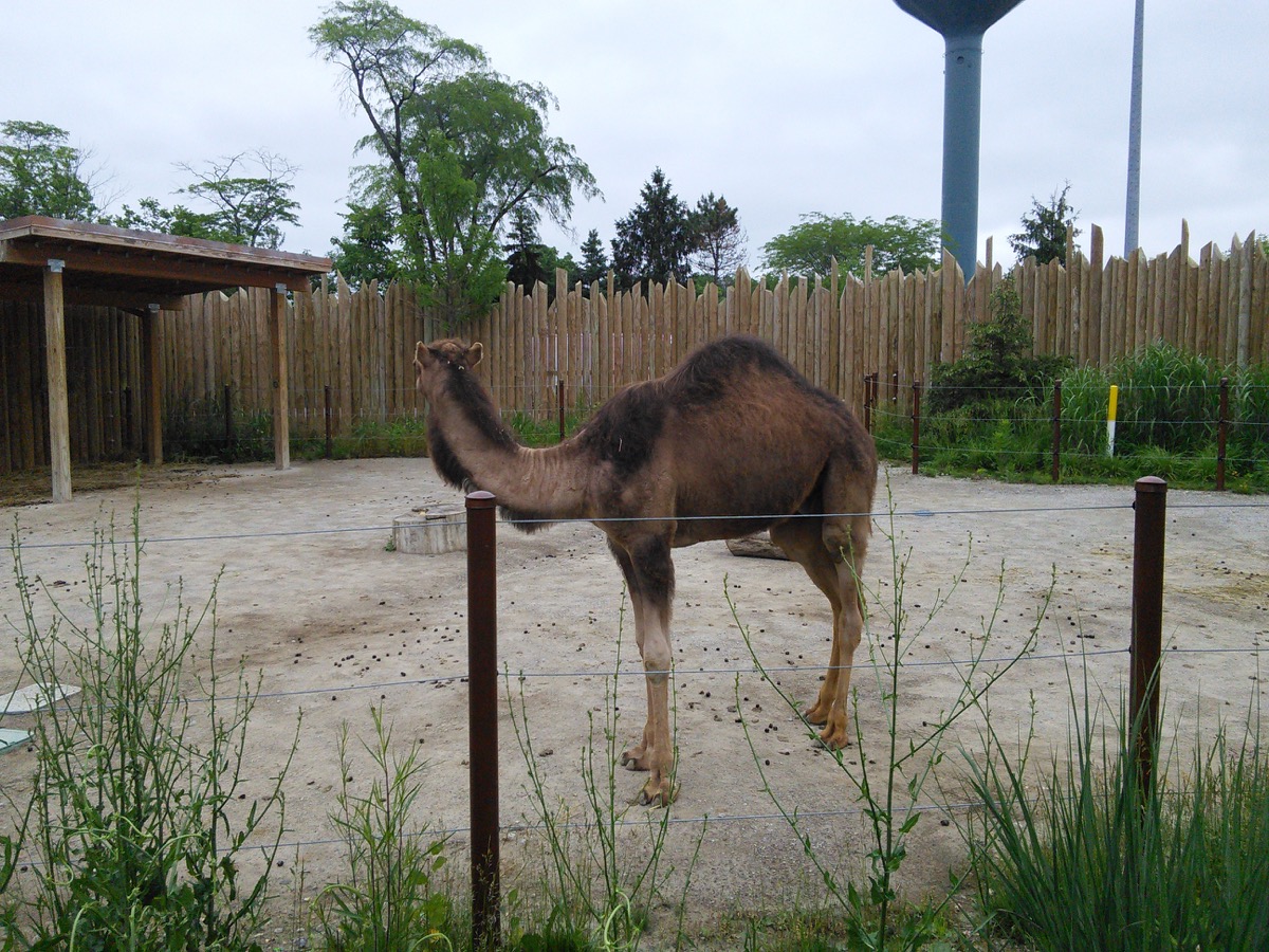 camel_desert