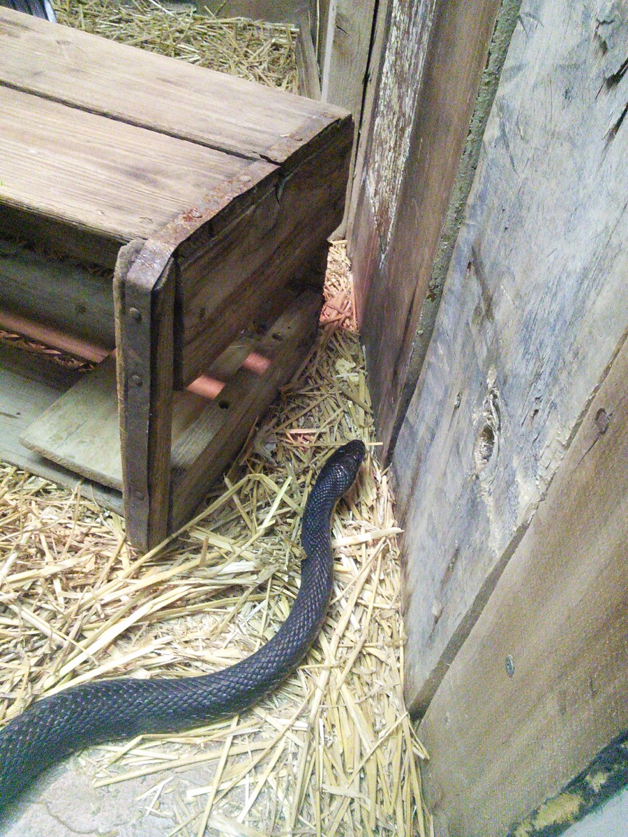 black_rat_snake_2