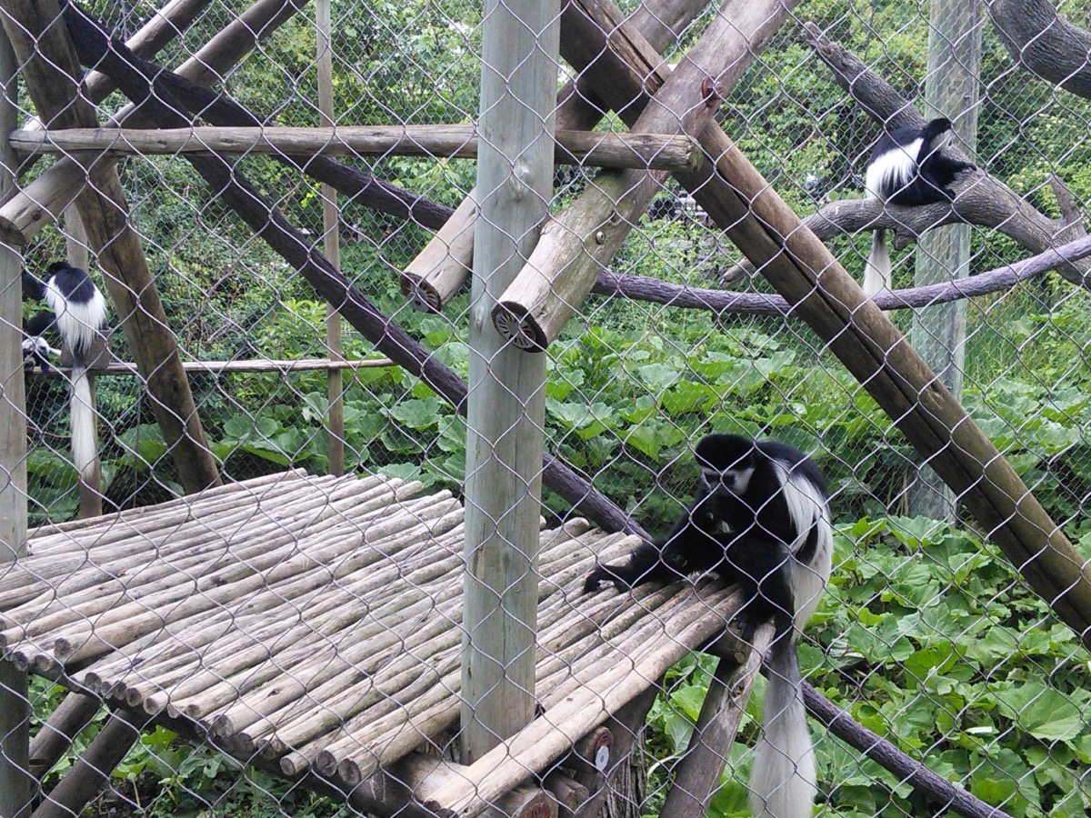 colobus_monkey