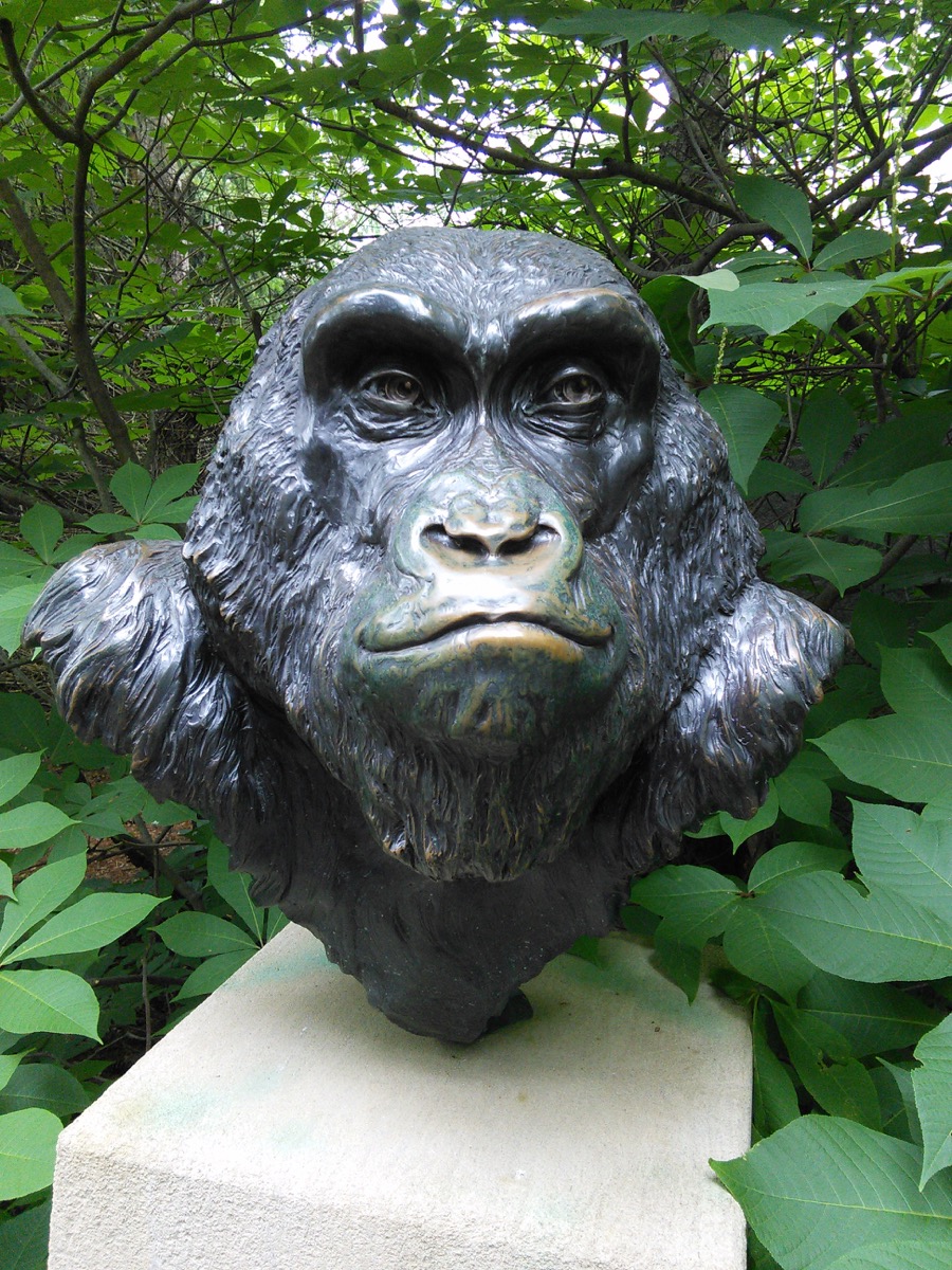 gorilla_ancestor