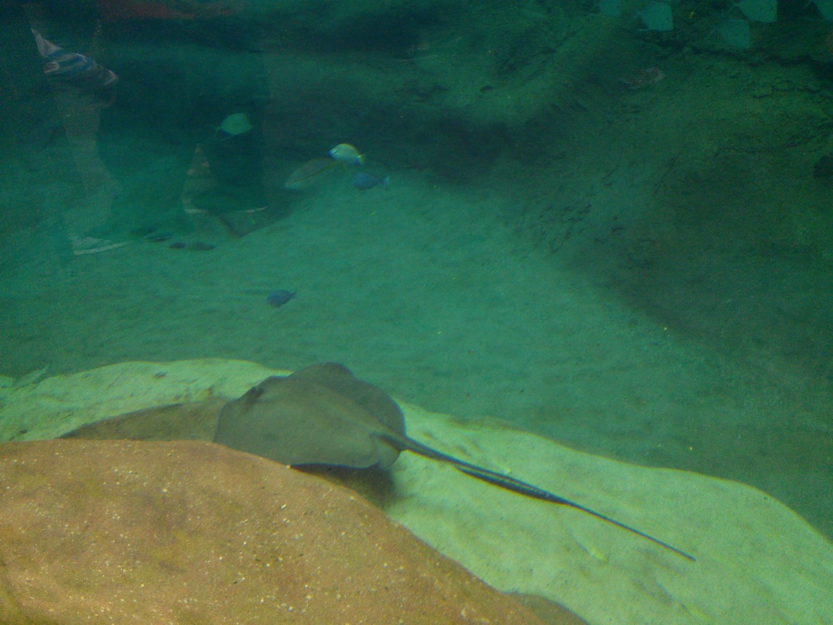 stingray