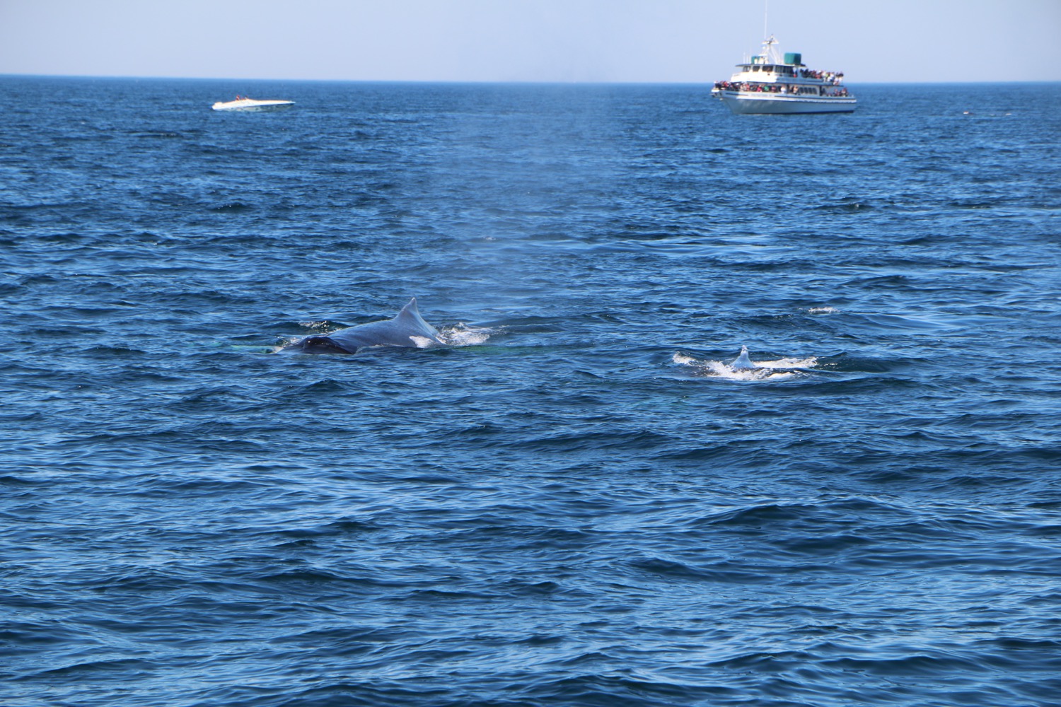 whale_watching_2