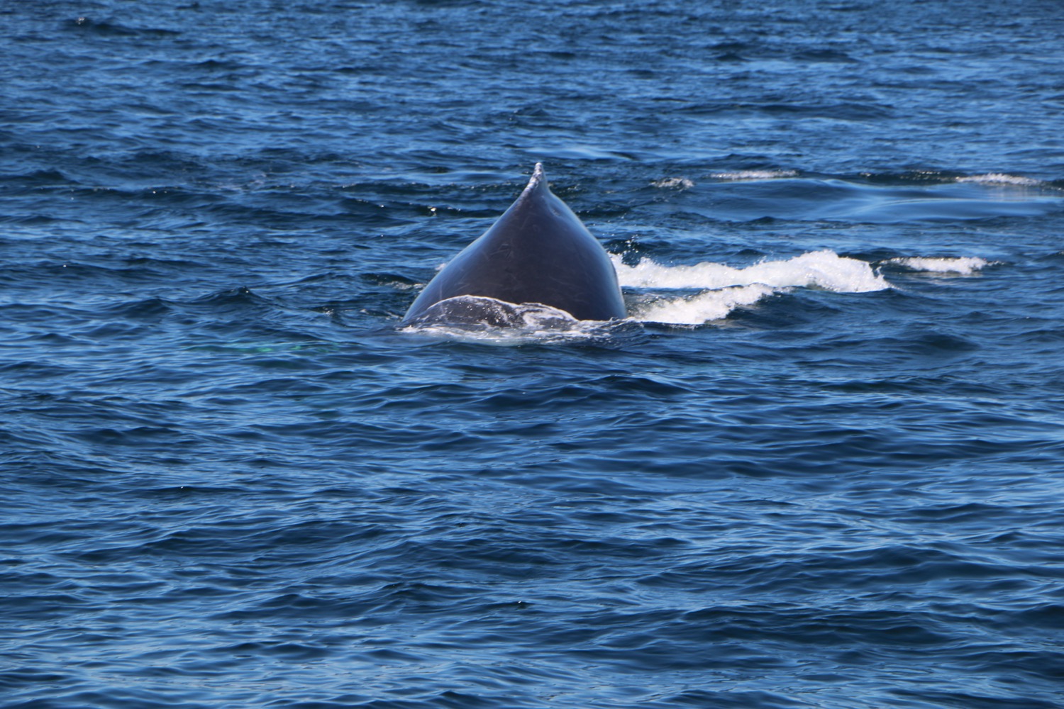 whale_watching_3
