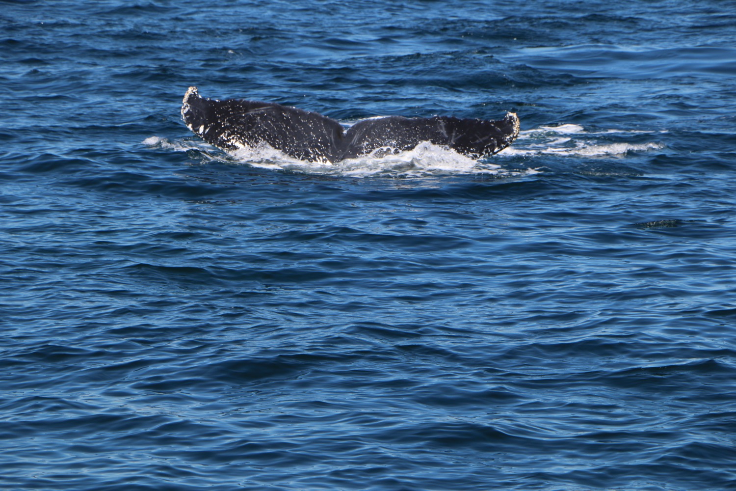 whale_watching_5