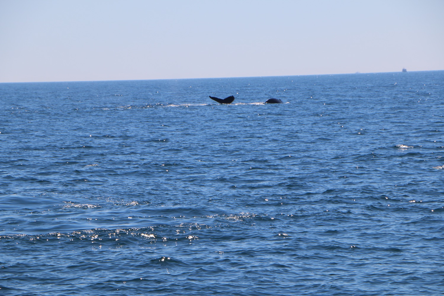 whale_watching_6